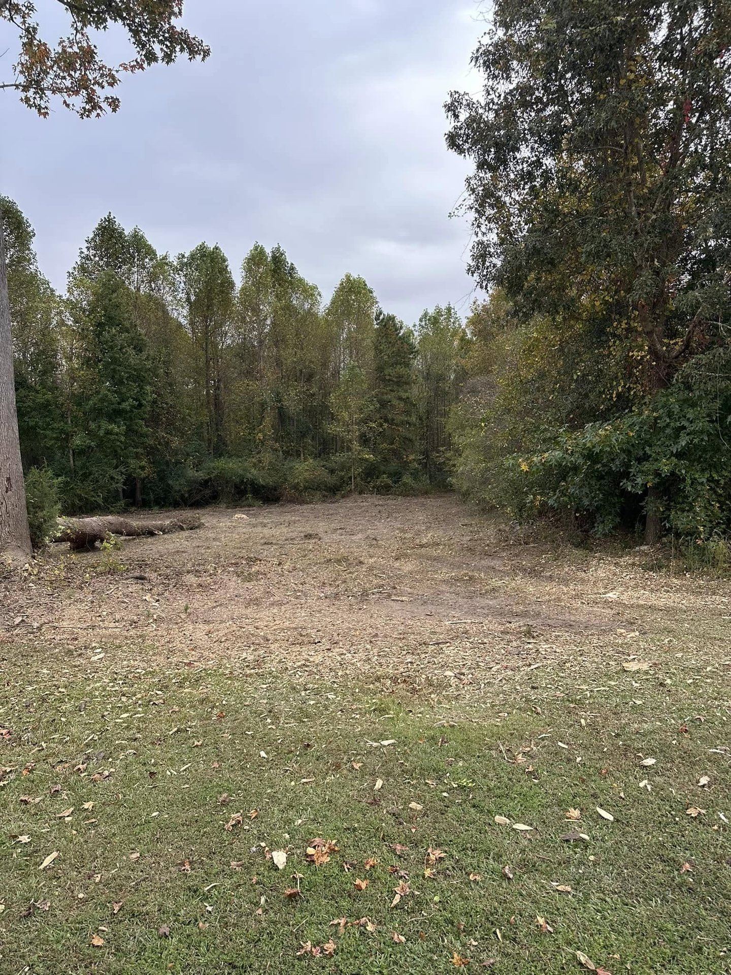 Open walkable ground after forestry mulching