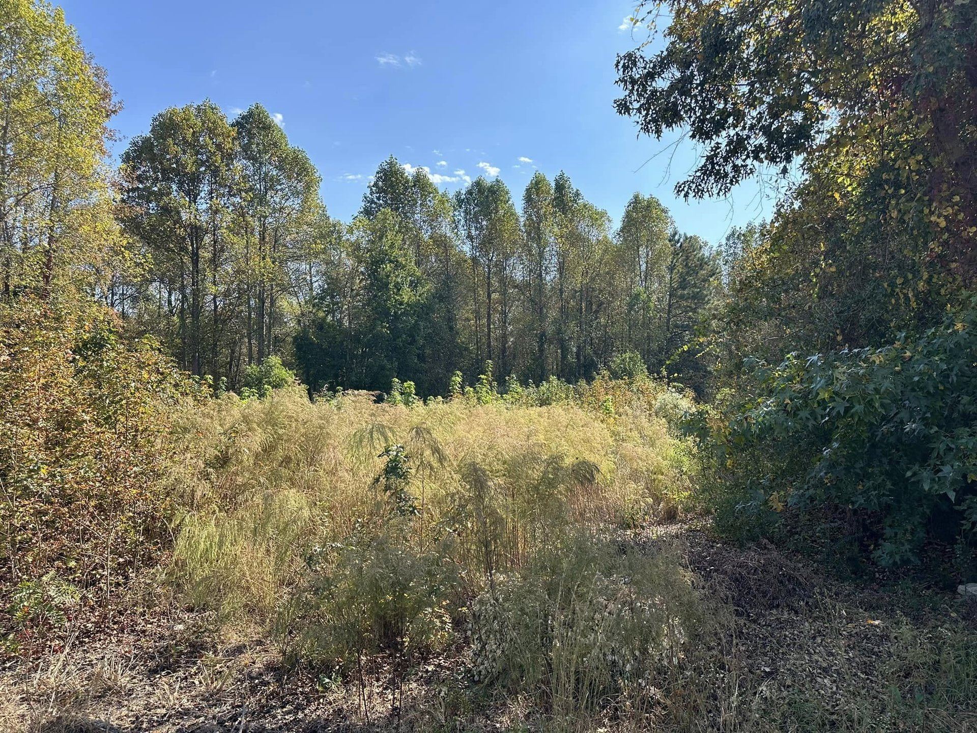 Overgrown brush and saplings before clearing