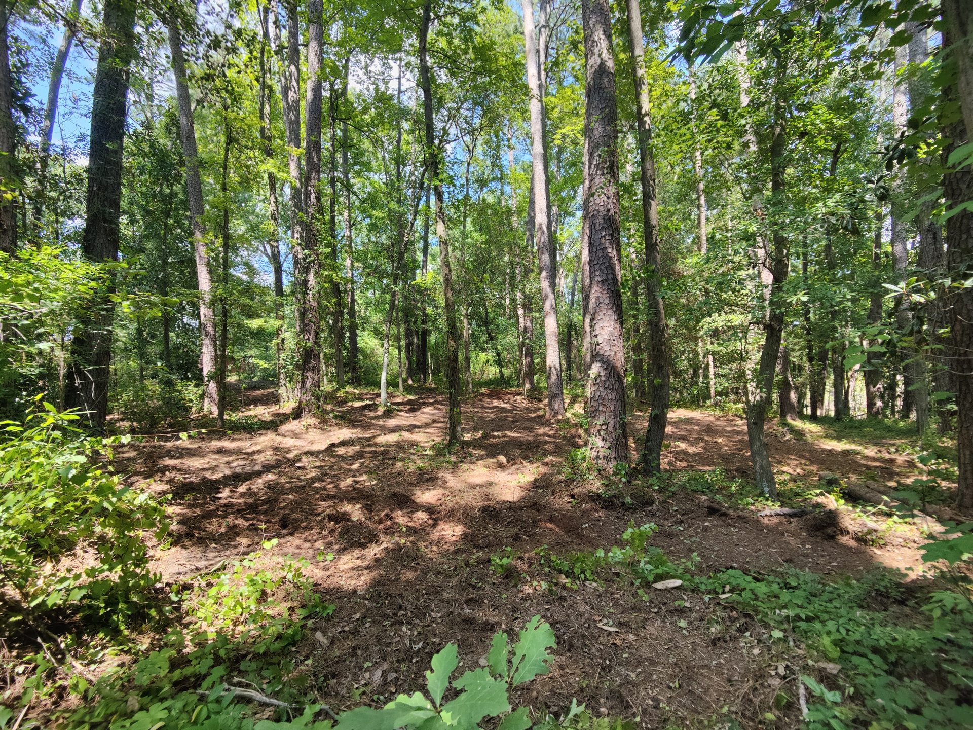 Rough cut opening through overgrown North Carolina timber