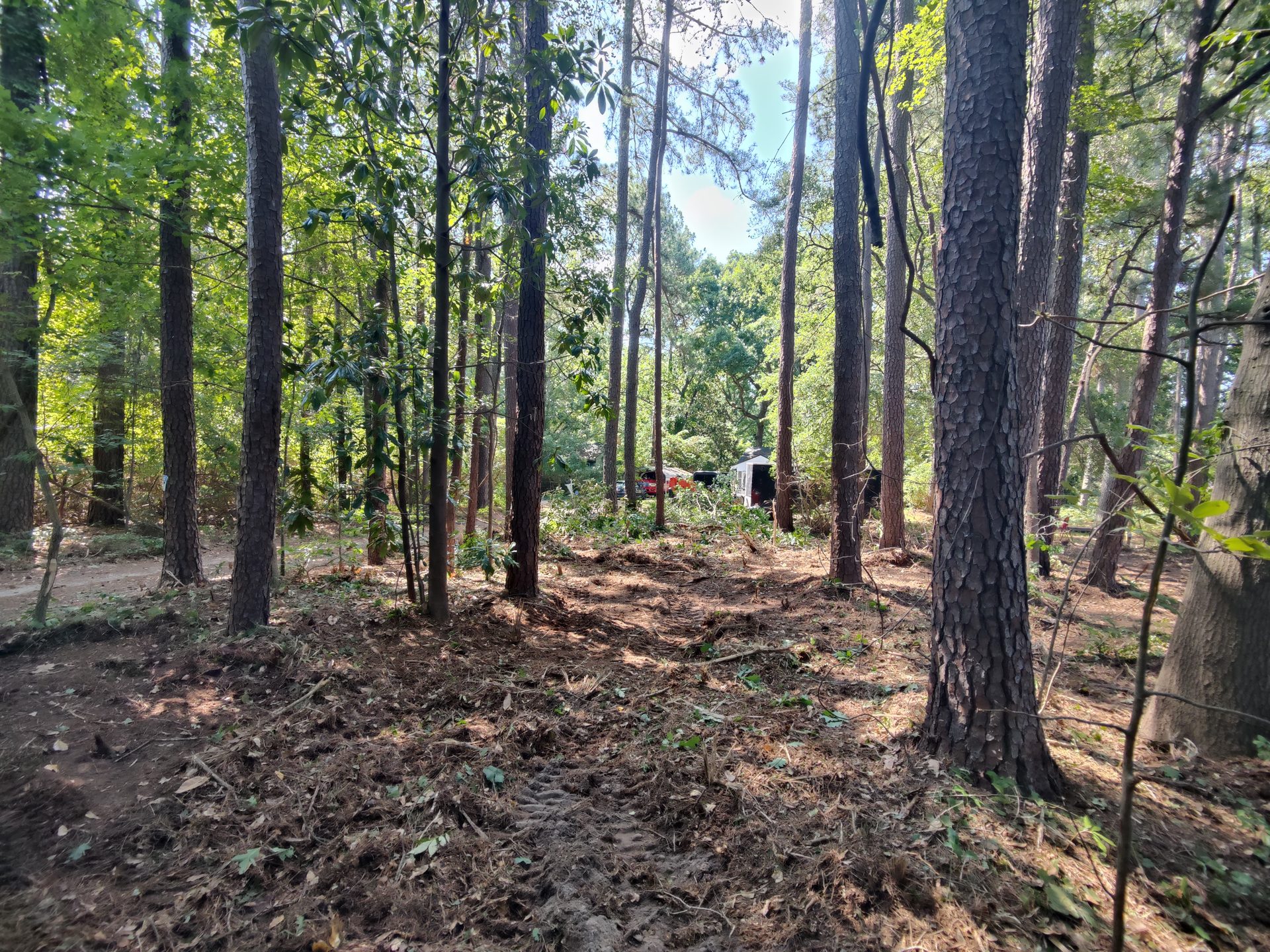 Mulcher making a rough cut pass through undergrowth