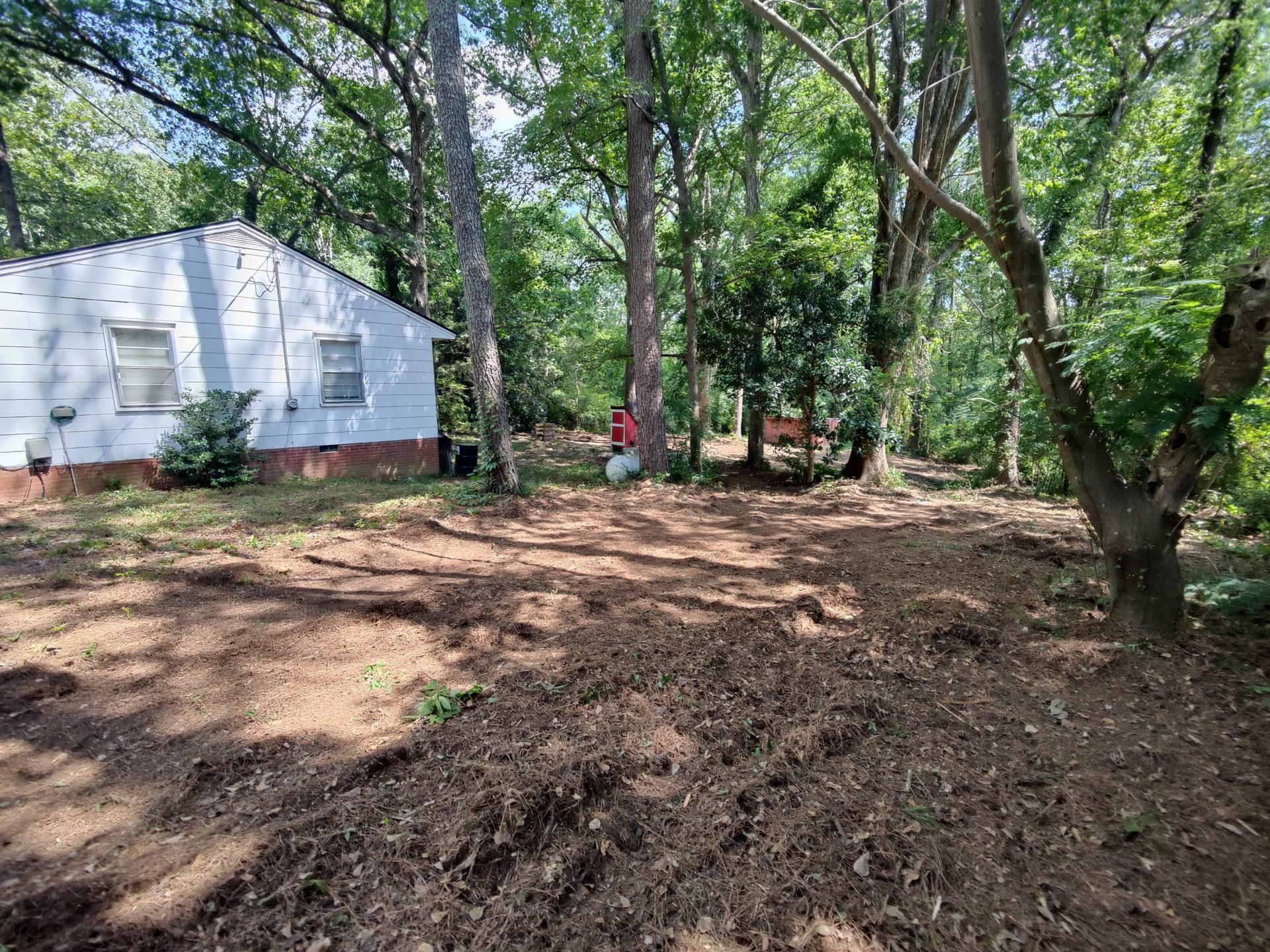 Yard enlargement after brush and sapling clearing